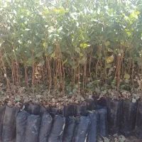 فروش نهال پسته|خدمات باغبانی و درختکاری|قم, هنرستان|دیوار