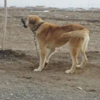 سگ افغان|سگ|مشهد, فلسطین|دیوار