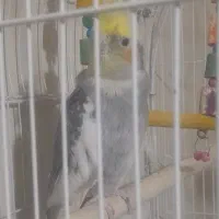 عروس هلندی ابلغ|پرنده|مشهد, محمدآباد|دیوار