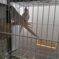 عروس هلندی لوتینو والبینو  فروشی