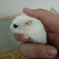 همستر مینی|موش و خرگوش|کرمانشاه, |دیوار