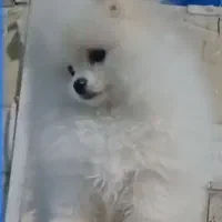 فروش یا معاوضه توله پامرانین خرسی بو فیس