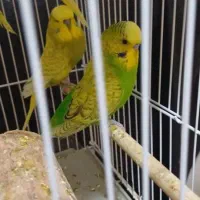 مرغ عشق انگلیسی|پرنده|شیراز, آبیاری|دیوار