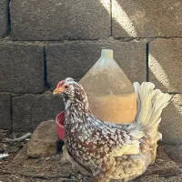 مرغ گلین ریشی چلتاج