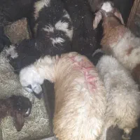 ۱۰ عدد بره