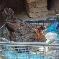 مرغ کت با تخم مرغ