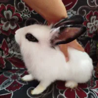 خرگوش با وسایل