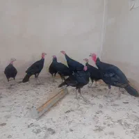 بوقلمون های سیاه اصیل نژاددار|حیوانات مزرعه|مرند, |دیوار