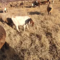 چند عدد بزغاله دامازلخ