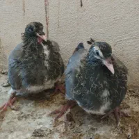 دمگیر جوجه خرقه|پرنده|اصفهان, جویباره|دیوار