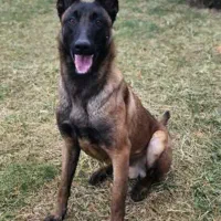 مالینیوز نر