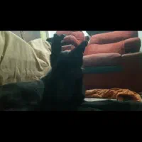 نر و ماده ژرمن شپهرد شولاین