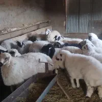 ۱۵ راس بره یکدست سبک وزن هنوز دارن شیر میخورند|حیوانات مزرعه|شهر بابک, |دیوار