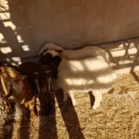 ۲عدد بره نر|حیوانات مزرعه|دره شهر, |دیوار