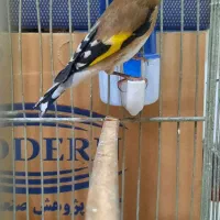 سهره نر|پرنده|تهران, شکیبا|دیوار