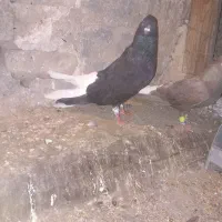 جفت دمسفیددرجه۱