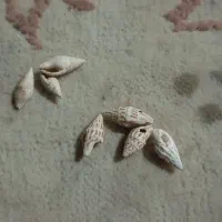 مهره قدیمی|کلکسیون اشیاء عتیقه|رودان, |دیوار