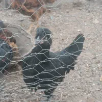 جوجه مرغ محلی کاکلی 5 ماهه