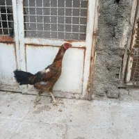 مرغ لاری کرچ