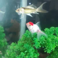 ماهی کوی و گلدفیش