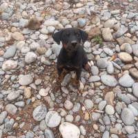 واگذاری توله دوبرمن|سگ|دزفول, |دیوار