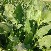 فروش چغندر ولایتی مخصوص دام