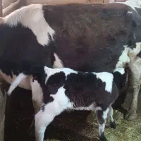 گاو|حیوانات مزرعه|کرانی, |دیوار