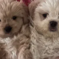 واگزاری هاپو