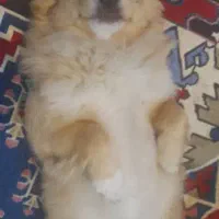 سگ اپارتمانی