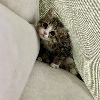 واگذاری آقا پشمک