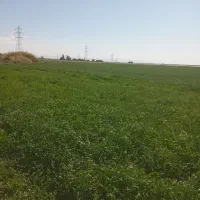 اجاره زمین ابی کشاورزی همدان فامنین|اجارهٔ دفتر صنعتی، کشاورزی، تجاری|فامنین, |دیوار