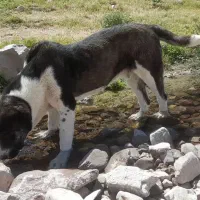 گمشده|حیوانات|آبکوه, |دیوار