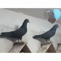 کبوتر سیاه رستاخیز ،تیدی علی شعبان