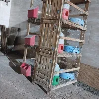 قفس کبوتر