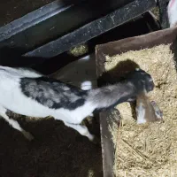 بز ماده|حیوانات مزرعه|باوی, |دیوار