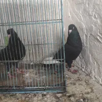 قارا سیاه نر