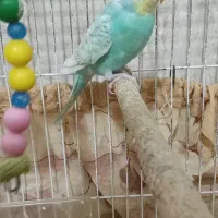 یک عدد مرغ عشق ماده