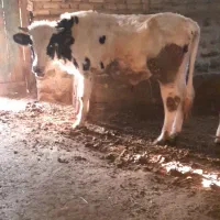 گوساله نر|حیوانات مزرعه|نیر (اردبیل), |دیوار