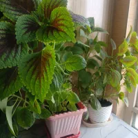 دو عدد گل یوسف ماشالله سر حالا