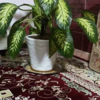 گل و گلدان زیبا|گل و گیاه طبیعی|بیلوار, |دیوار