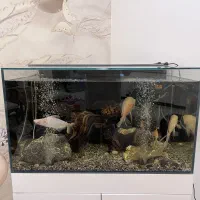 فروش اکواریوم|ماهی|لاهیجان, کوی خزر|دیوار