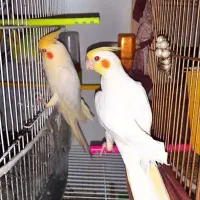 فروش استثنایی بلک فرایدی عروس هلندی|پرنده|تربت جام, فاز ۱ فرهنگیان|دیوار