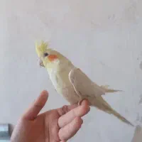 عروس لوتینو|پرنده|قم, دروازه ری|دیوار