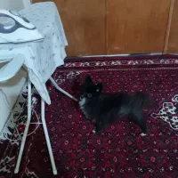 سگ پامر نر