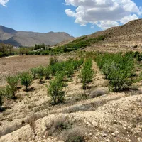 ۴۴۰۰ متر باغ سند ۶ دانگ/یک حلقه چاه آب با مجوز|فروش دفتر صنعتی، کشاورزی، تجاری|فیروزکوه, |دیوار