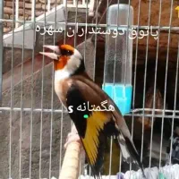 سهره نر