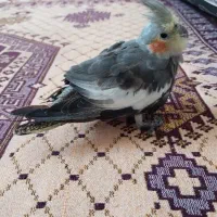 عروس هلندی