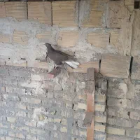 کبوتر دمسفید