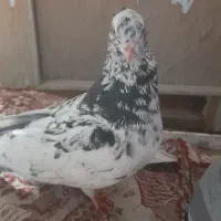 کبوتر دستی کفتر دستی پرنده دستی