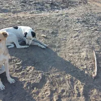 دو عدد سگ ماده نگهبان یکی گرگی